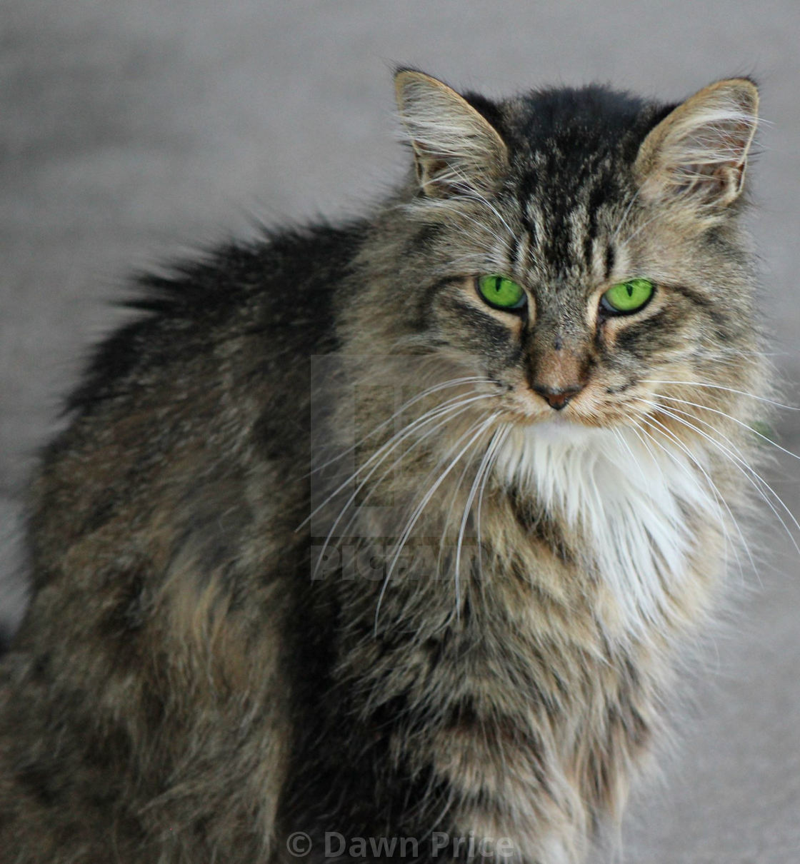 Big Fluffy Cat Green Eyes License Download Or Print For 8 68 Photos Picfair