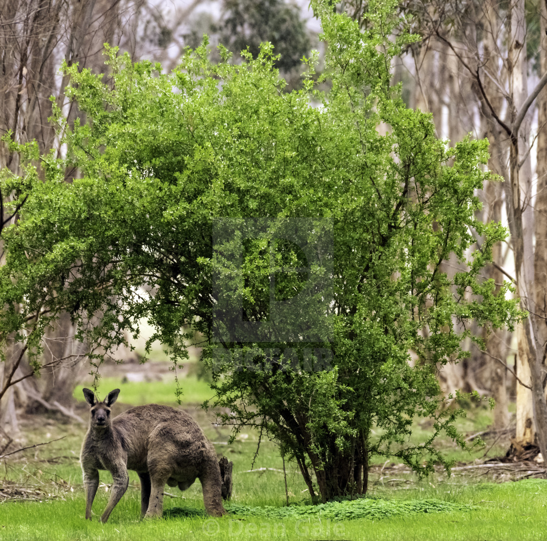 "Kangaroo sitting beneath a tree" by Dean Gale - $30.89 "Kangaroo sitting beneath a tree" stock image