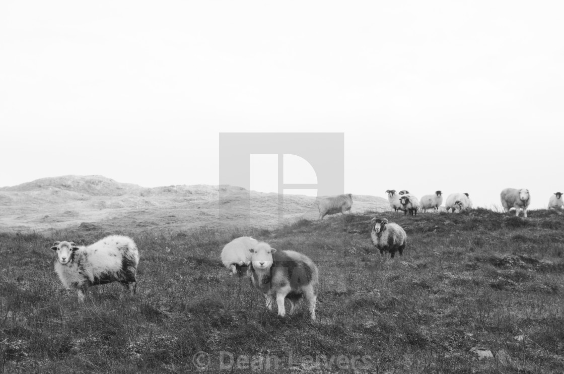 "Highland Sheep" stock image