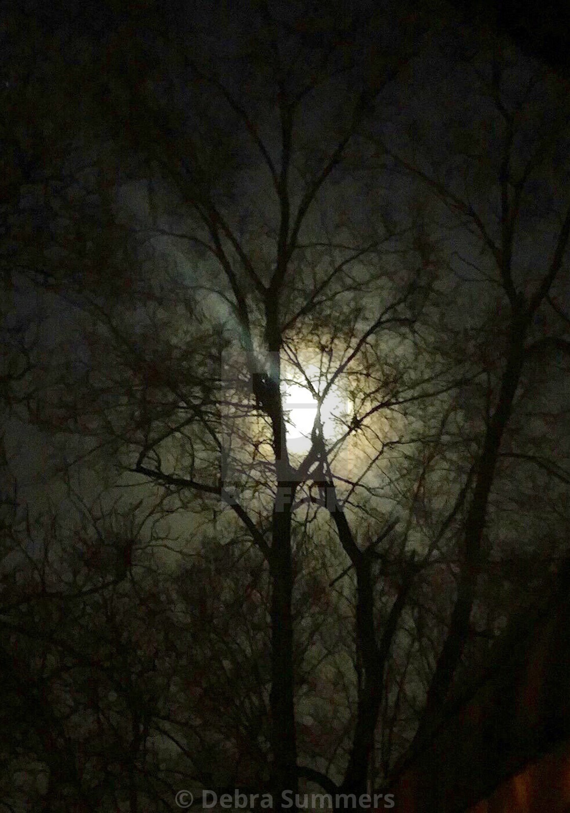 Moon Behind The Trees License Download Or Print For 24 80 Photos Picfair