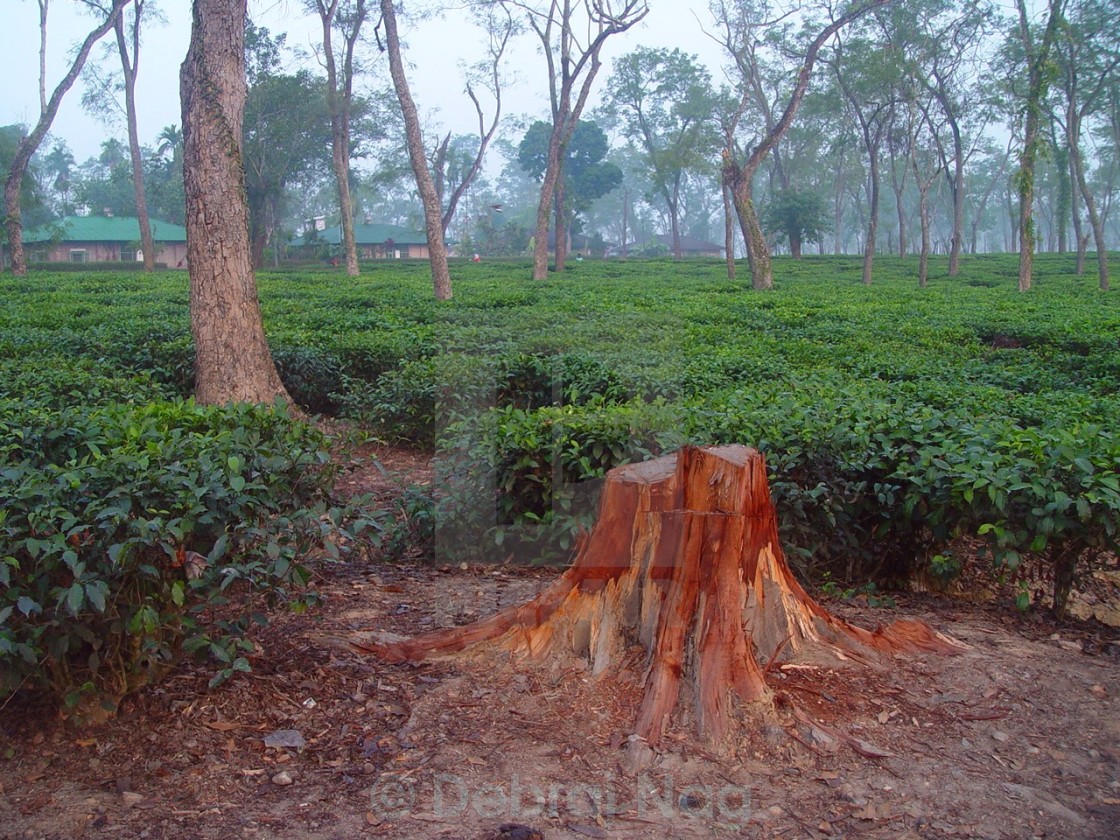 Deforestation License Download Or Print For 6 20 Photos Picfair,Hall Front Wall Modern Showcase Designs For Living Room With Glass