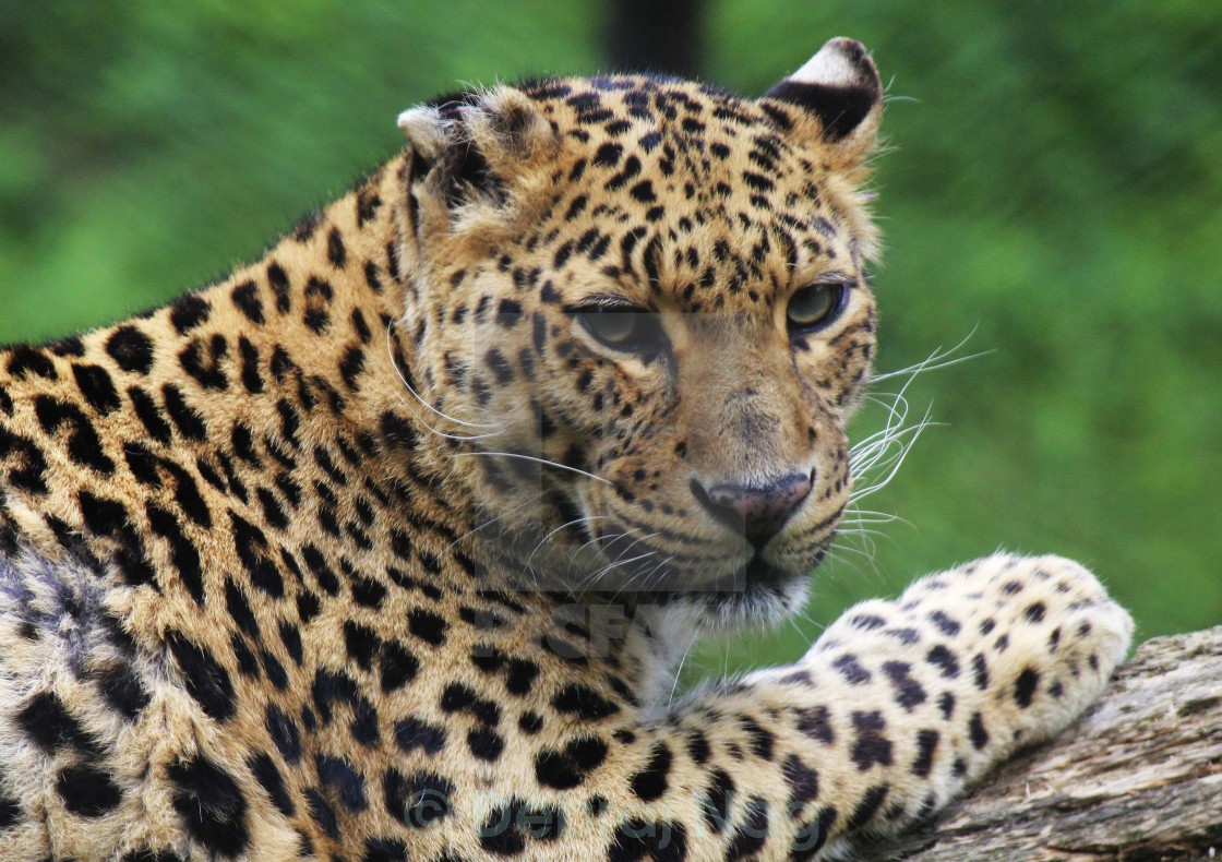 Leopard, Gangtok Zoo, Sikkim - License, download or print for £ | Photos | Picfair Leopard, Gangtok Zoo, Sikkim - License, download or print for £ | Photos | Picfair
