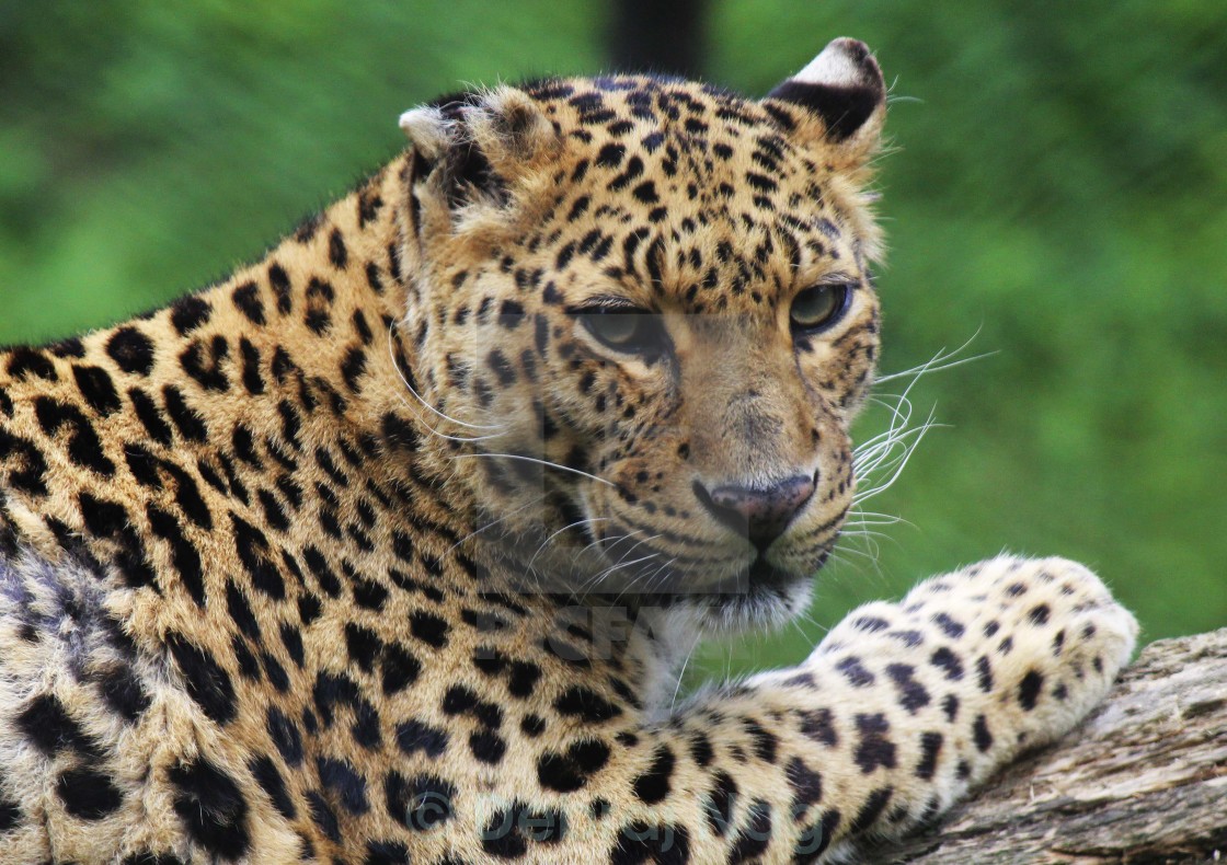 "Leopard, Gangtok Zoo, Sikkim" stock image