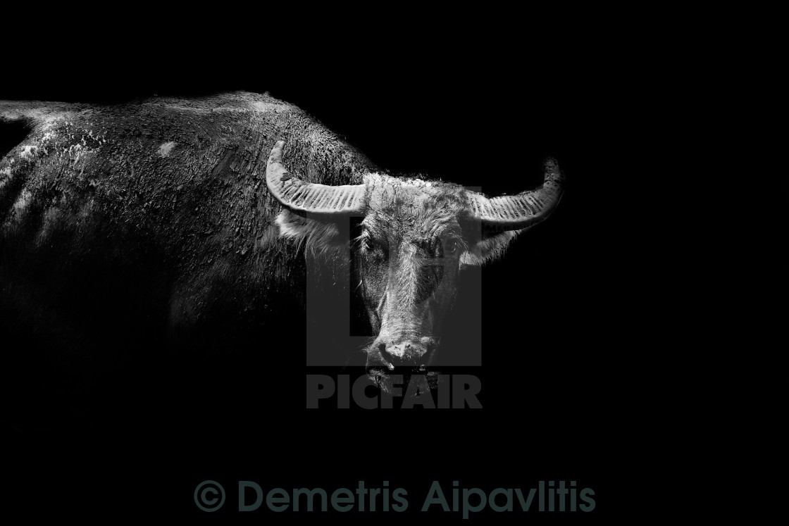 "The bull is watching you" stock image