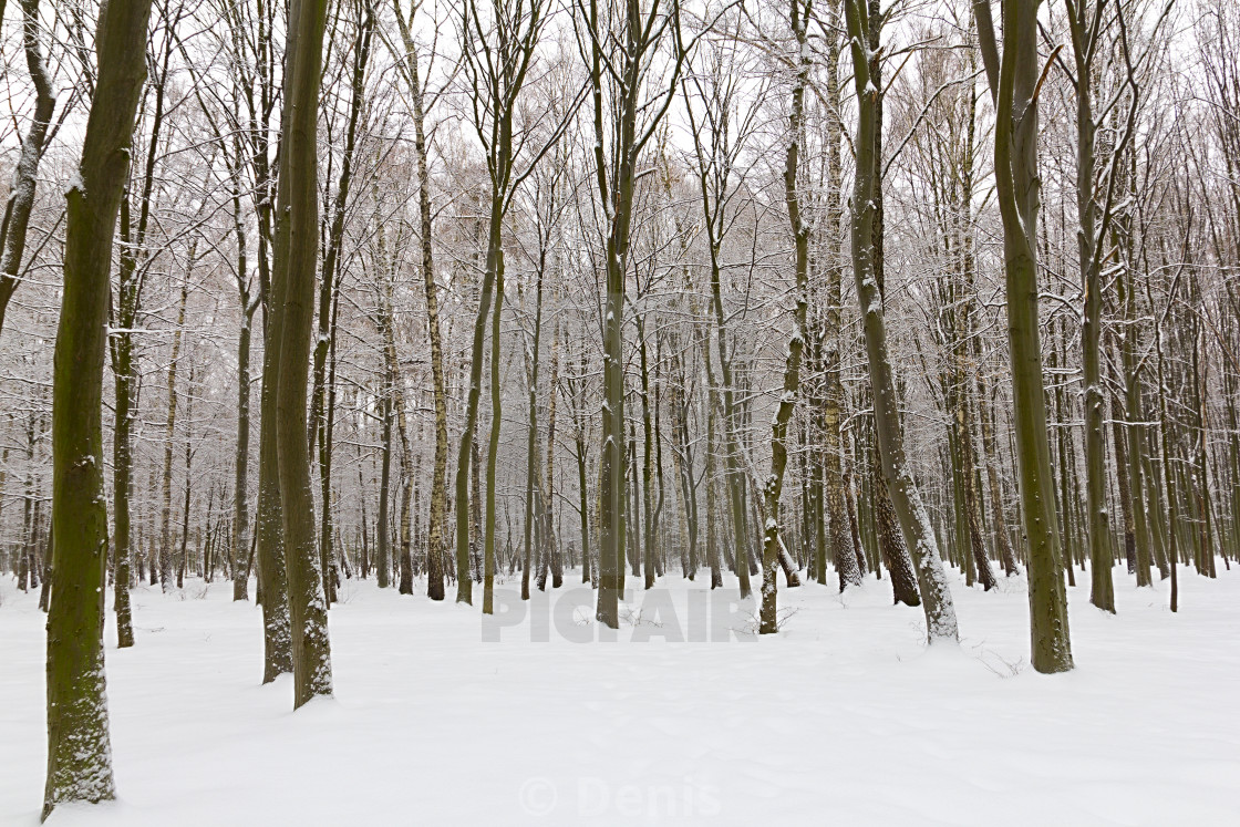 Winter Forest Background License Download Or Print For 6 Photos Picfair