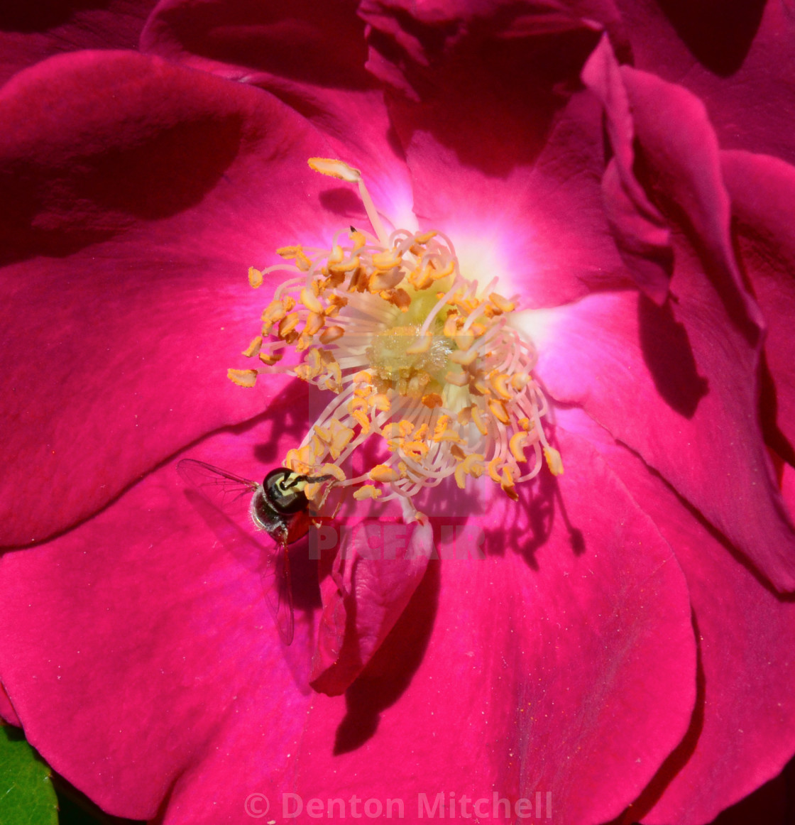 Red Rose License Download Or Print For 8 00 Photos Picfair