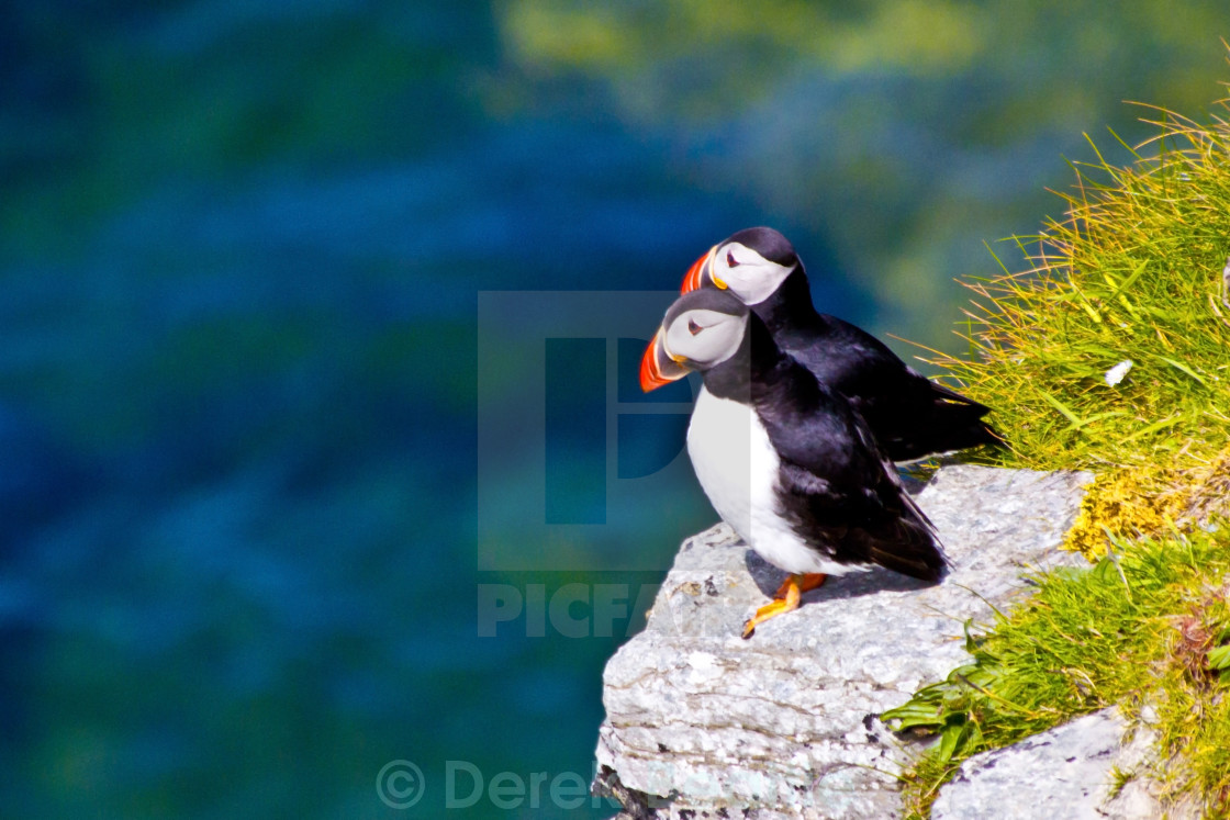 "Two Puffins Perching" stock image