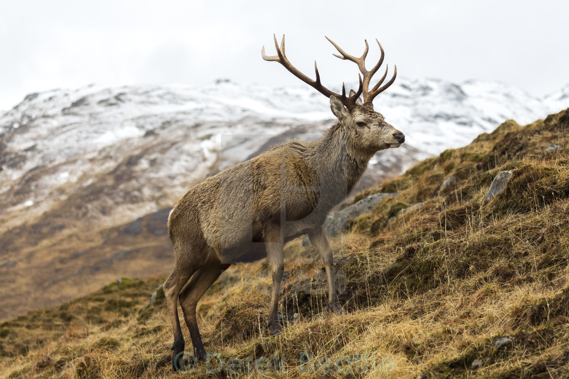 "Royal Red Deer Stag in Winter" stock image