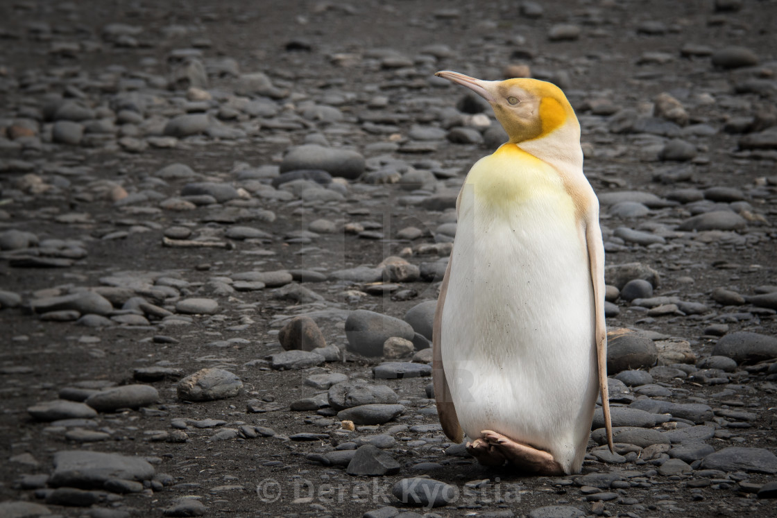 Photographer says he has seen 'first ever' YELLOW penguin among colony on  South Georgia | Lipstick Alley