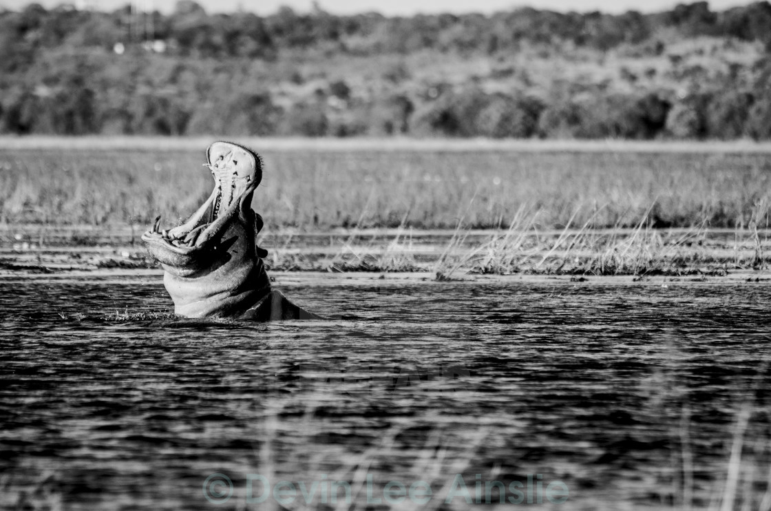 "Yawnin hippo 2" stock image