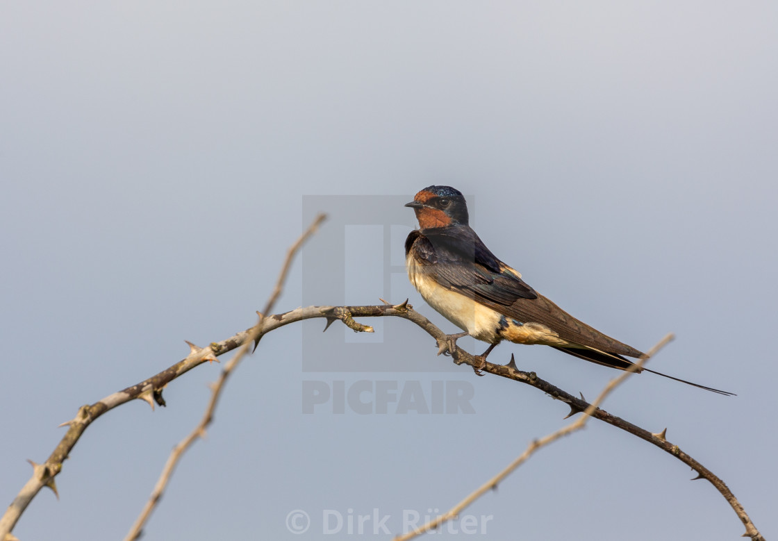 Barn Swallow Hirundo Rustica License Download Or Print For 12 40 Photos Picfair
