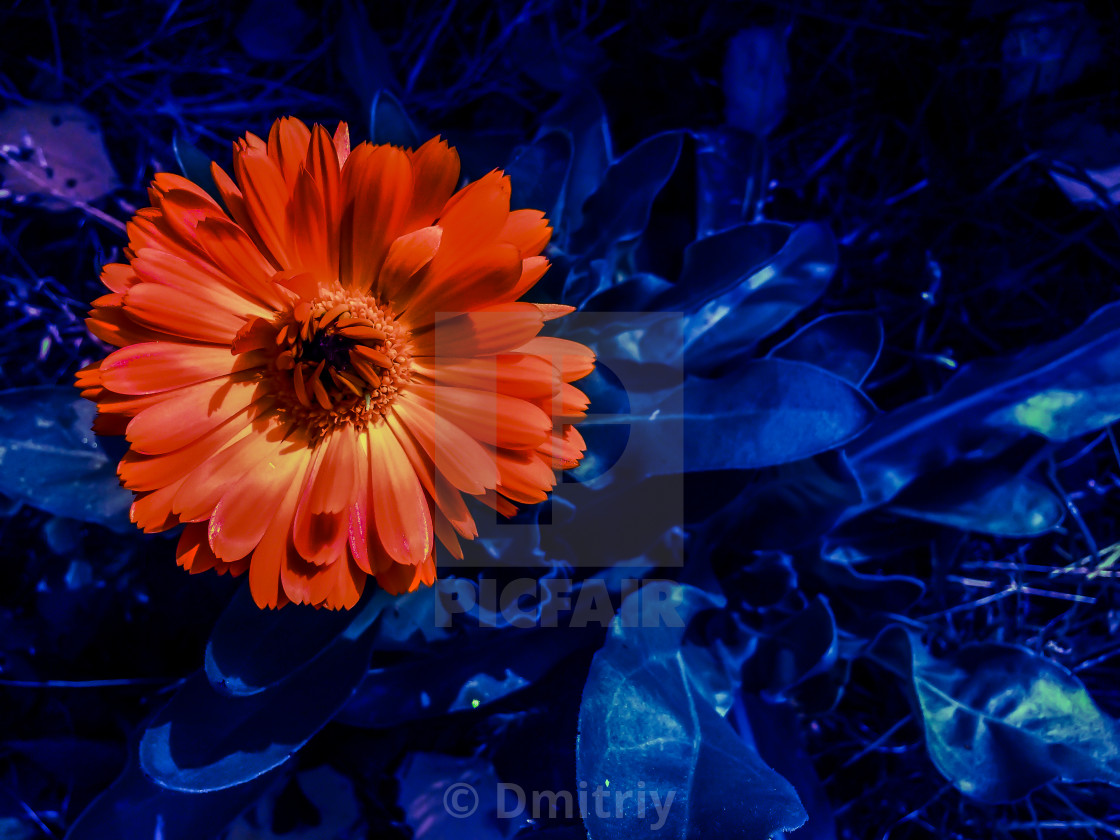 garden flowers blossom orange marigold on blue leaves background - License,  download or print for £ | Photos | Picfair