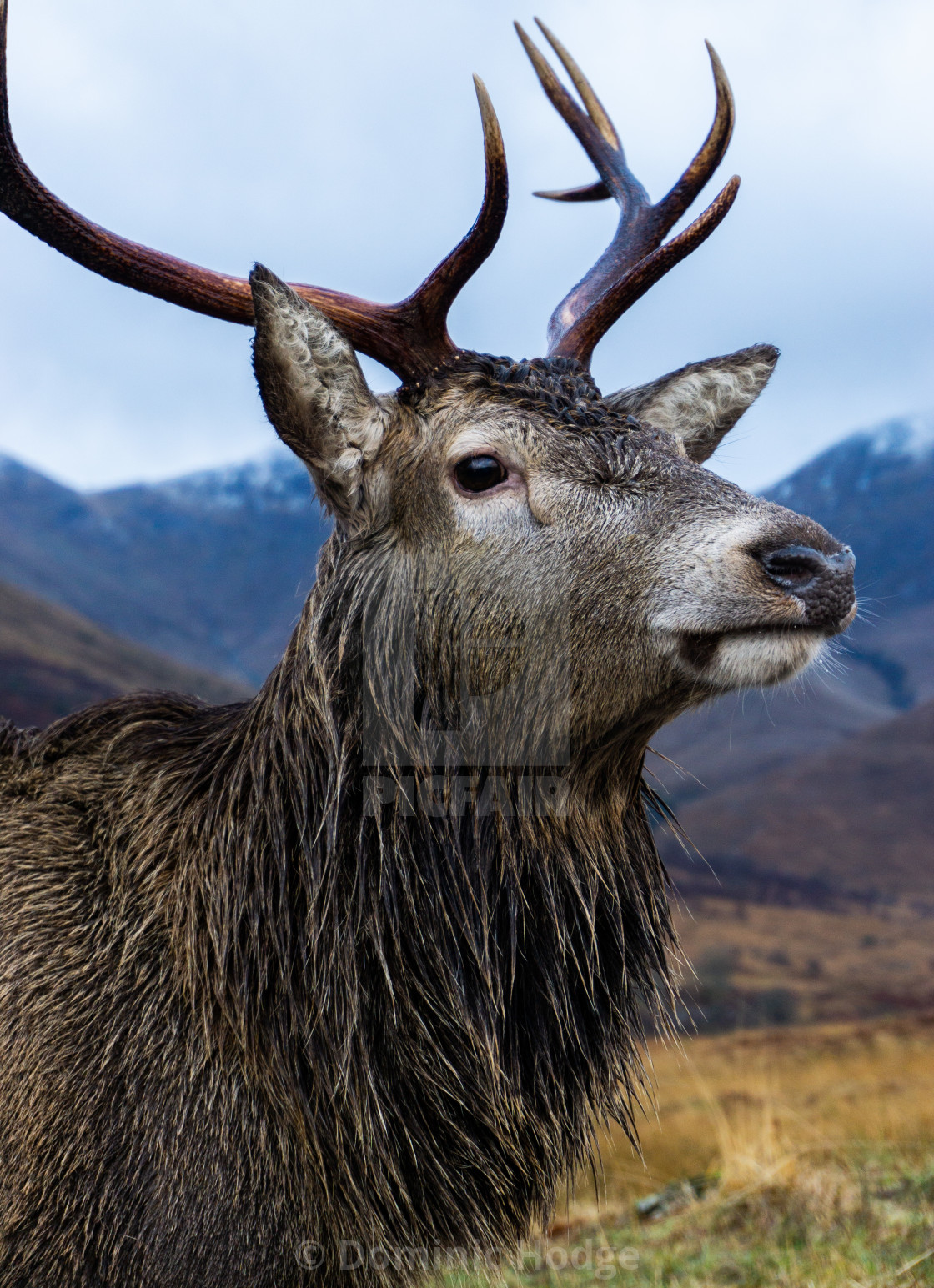 "Red Deer Stag Bust" by Dominic Hodge - $2.46 "Red Deer Stag Bust" stock image