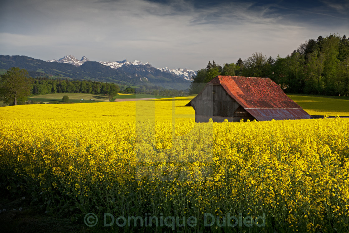 "Ephemeral Nature" by Dominique Dubied - $22.75 "Ephemeral Nature" stock image