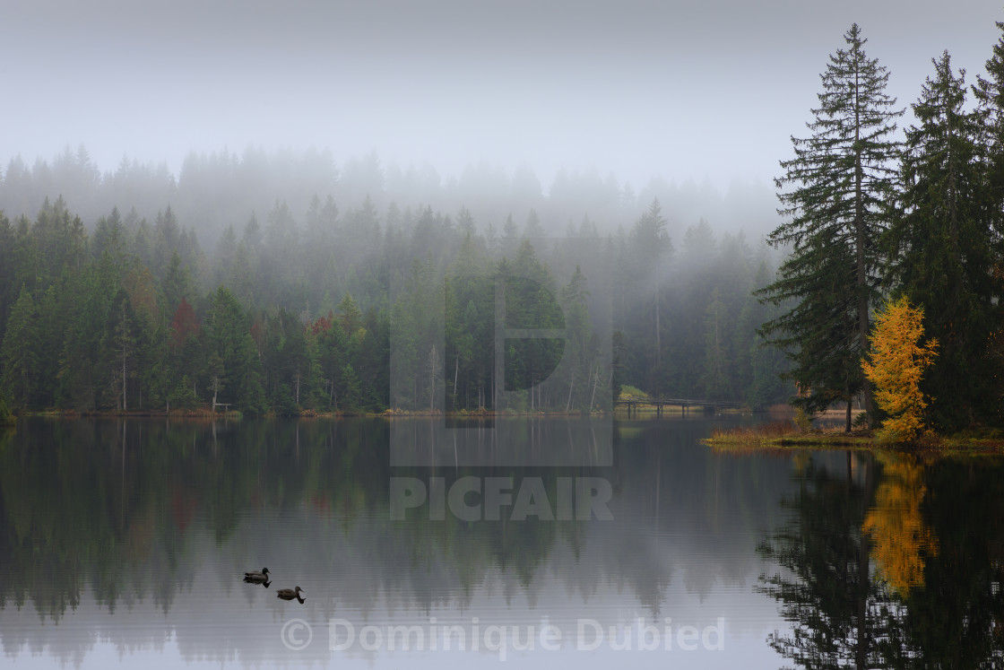 "Ducks at the pond" by Dominique Dubied - $22.96 "Ducks at the pond" stock image