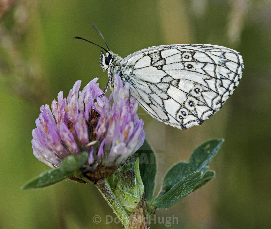 "Marble White Butterfly (Melonargia galathia)" by Don McHugh - $10.72 "Marble White Butterfly (Melonargia galathia)" stock image