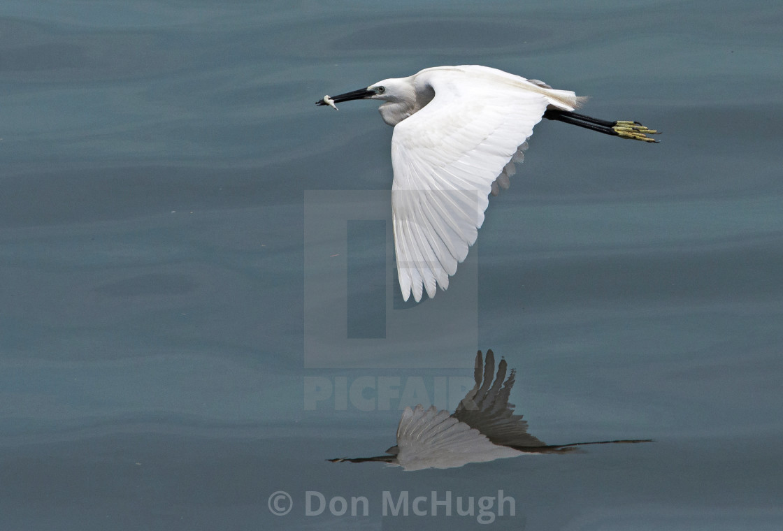 "Little Egret Reflected" by Don McHugh - $10.72 "Little Egret Reflected" stock image