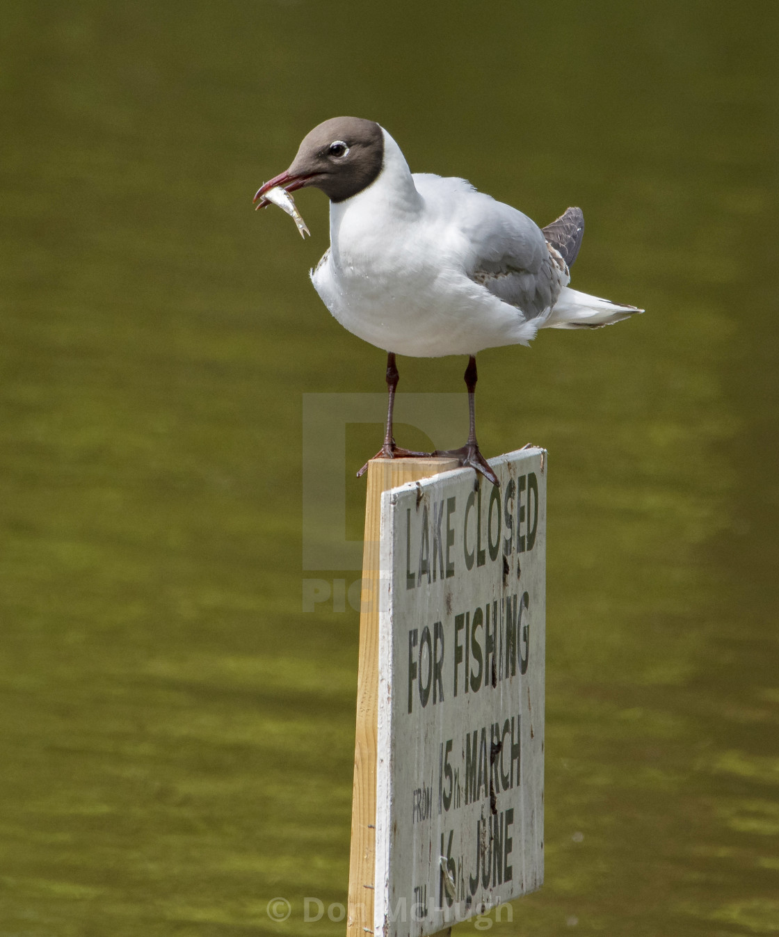 "Black headed Sea Gull with catch" by Don McHugh - $10.72 "Black headed Sea Gull with catch" stock image