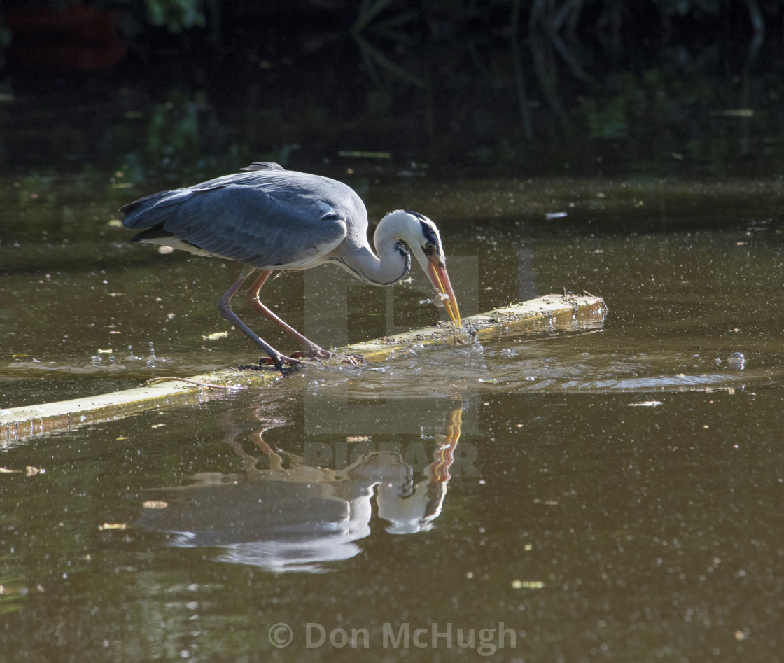 "Grey Heron Fishing Reflected" by Don McHugh - $10.72 "Grey Heron Fishing Reflected" stock image