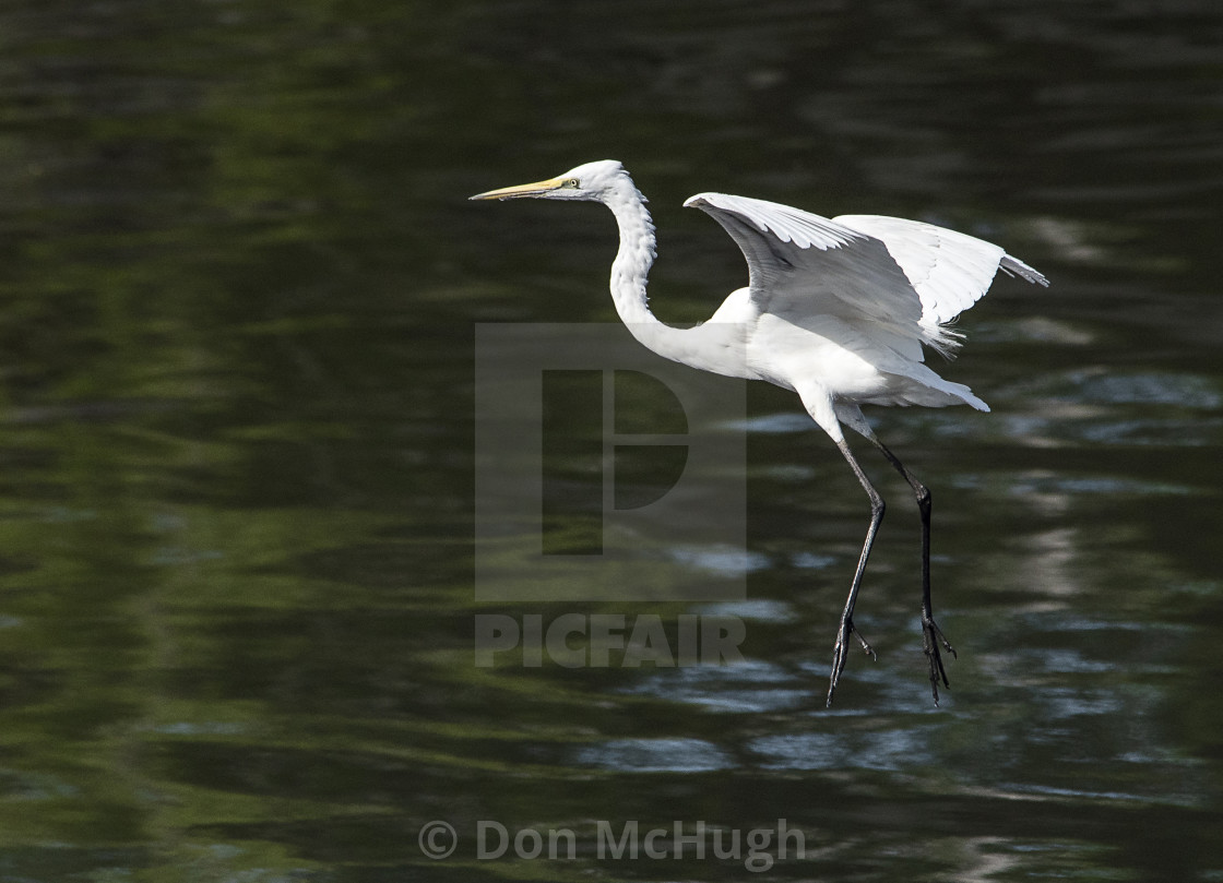 "Great White Egret Descends" by Don McHugh - $10.72 "Great White Egret Descends" stock image