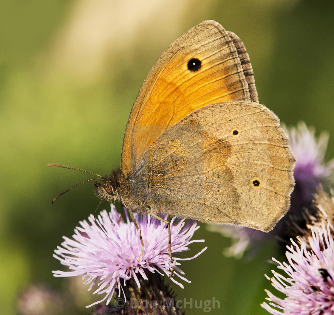 "Meadow Brown Butterfly (Maniola jutina) (II)" by Don McHugh - $10.72 "Meadow Brown Butterfly (Maniola jutina) (II)" stock image