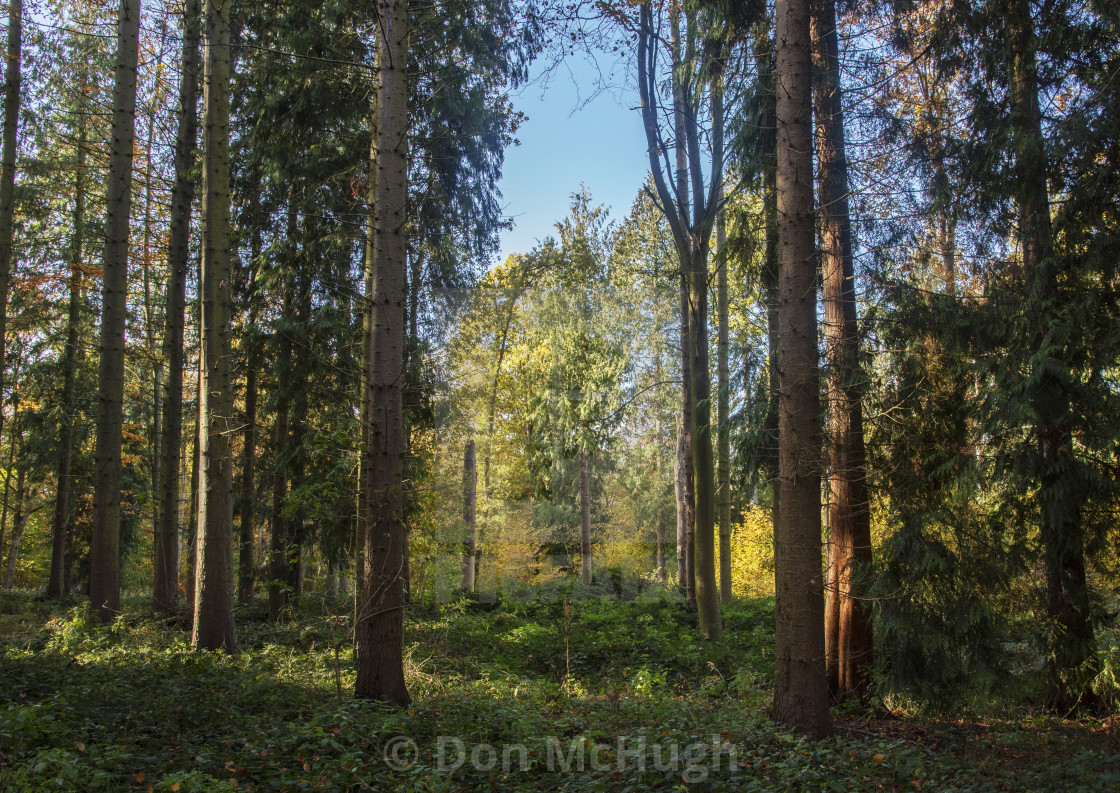 "South Hanningfield Woodland" by Don McHugh - $10.72 "South Hanningfield Woodland" stock image
