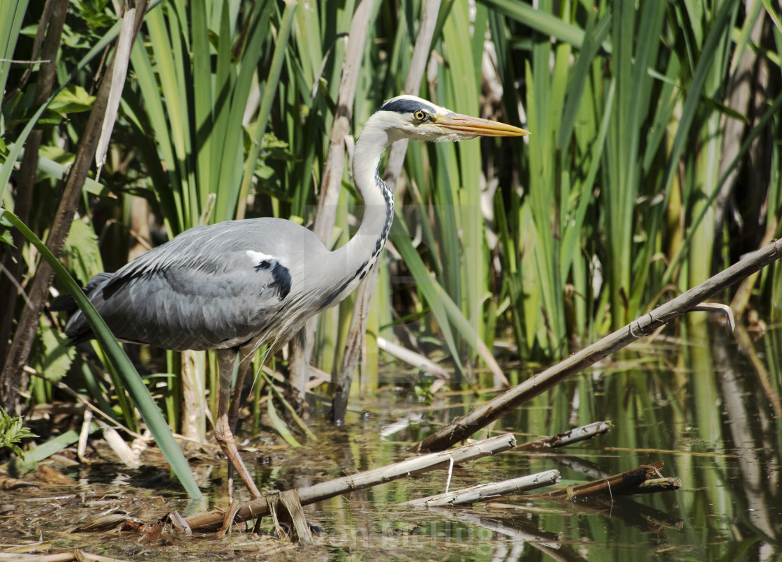 "Grey Heron Stare" by Don McHugh - $10.72 "Grey Heron Stare" stock image