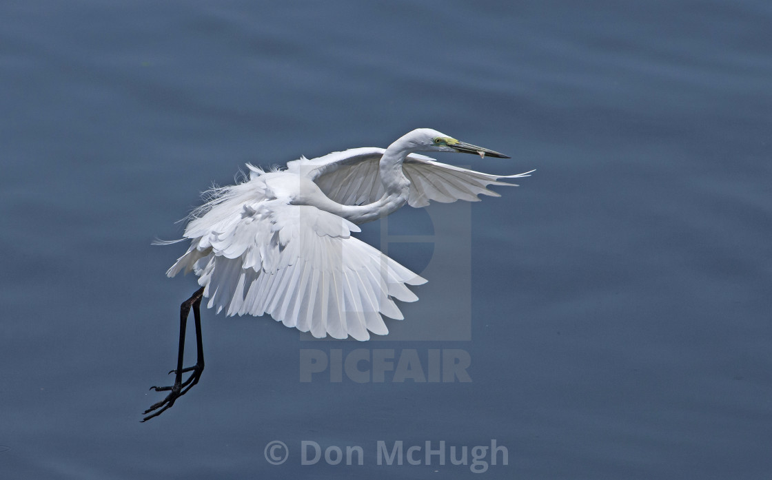 "Great White Egret Fly Past (III)" by Don McHugh - $10.72 "Great White Egret Fly Past (III)" stock image