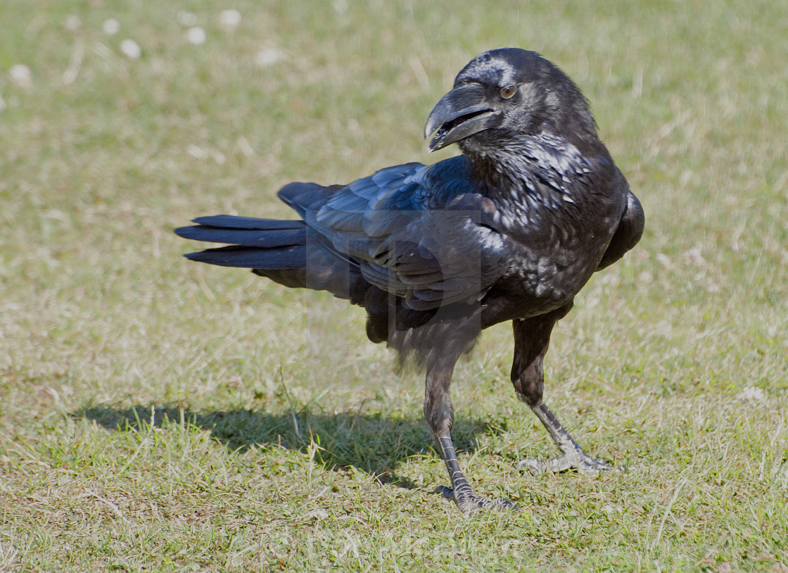 "Raven Posing" by Don McHugh - $10.72 "Raven Posing" stock image