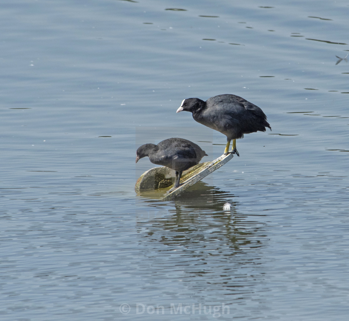 "Pecking Order" by Don McHugh - $10.72 "Pecking Order" stock image