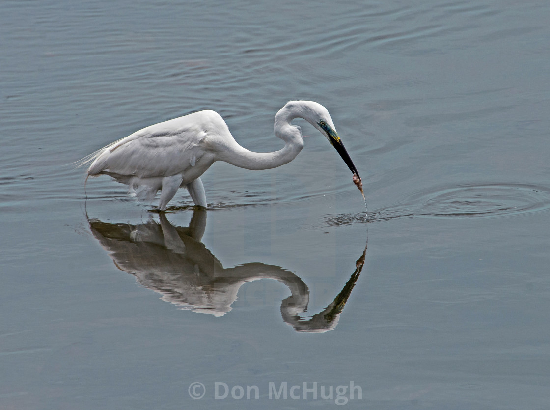 "Reflective Fishing" by Don McHugh - $10.72 "Reflective Fishing" stock image