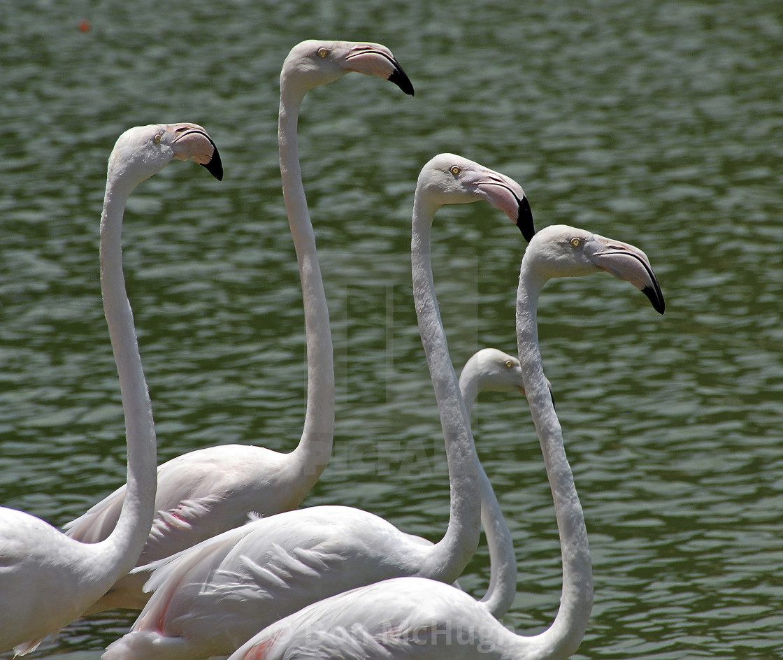 "Flamingoes Line Up" by Don McHugh - $10.72 "Flamingoes Line Up" stock image