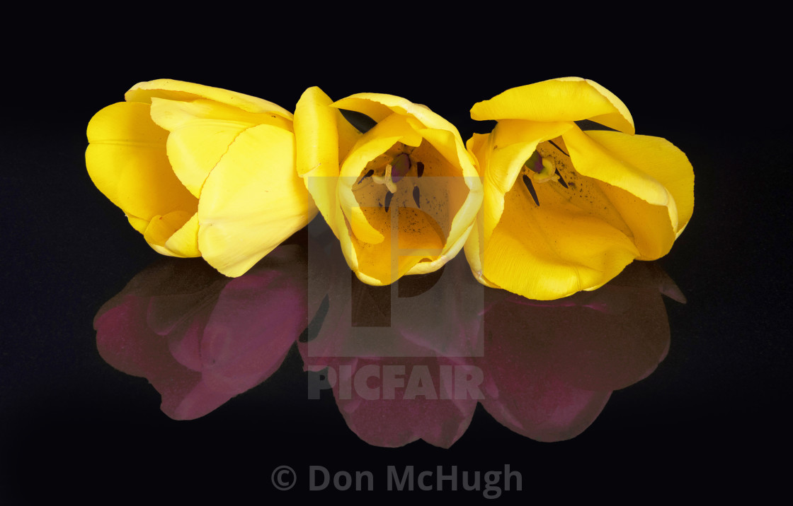 "Tulips Reflected" by Don McHugh - $7.65 "Tulips Reflected" stock image
