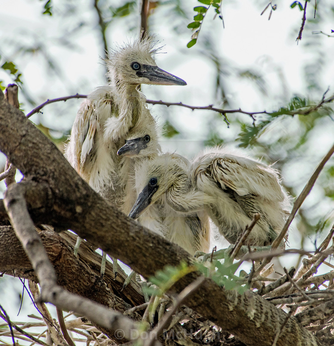 "Little Egret Chicks" by Don McHugh - $7.65 "Little Egret Chicks" stock image
