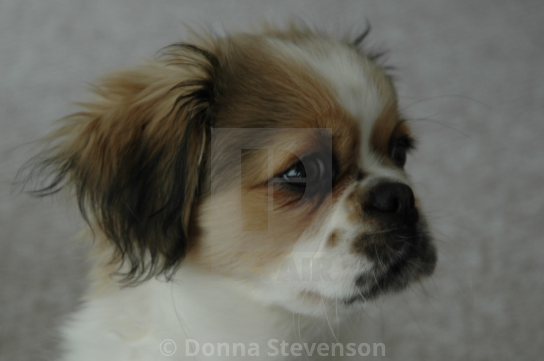 prapso shih tzu price