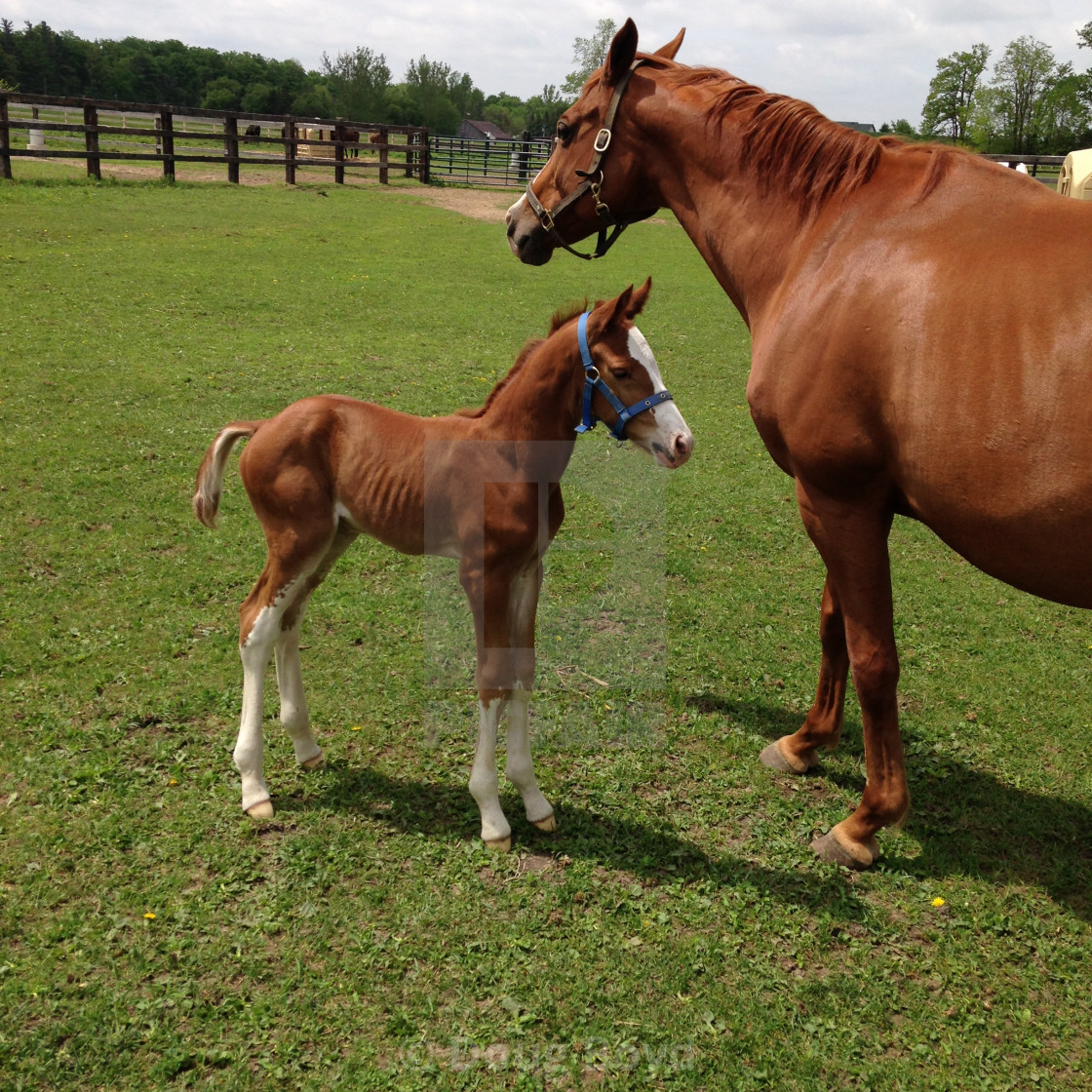 Mom And Son Enjoying The Sun License Download Or Print For