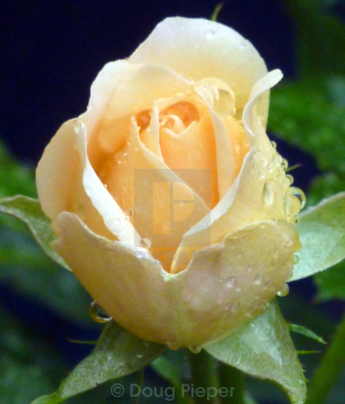 Budding Rose License Download Or Print For 12 40 Photos Picfair