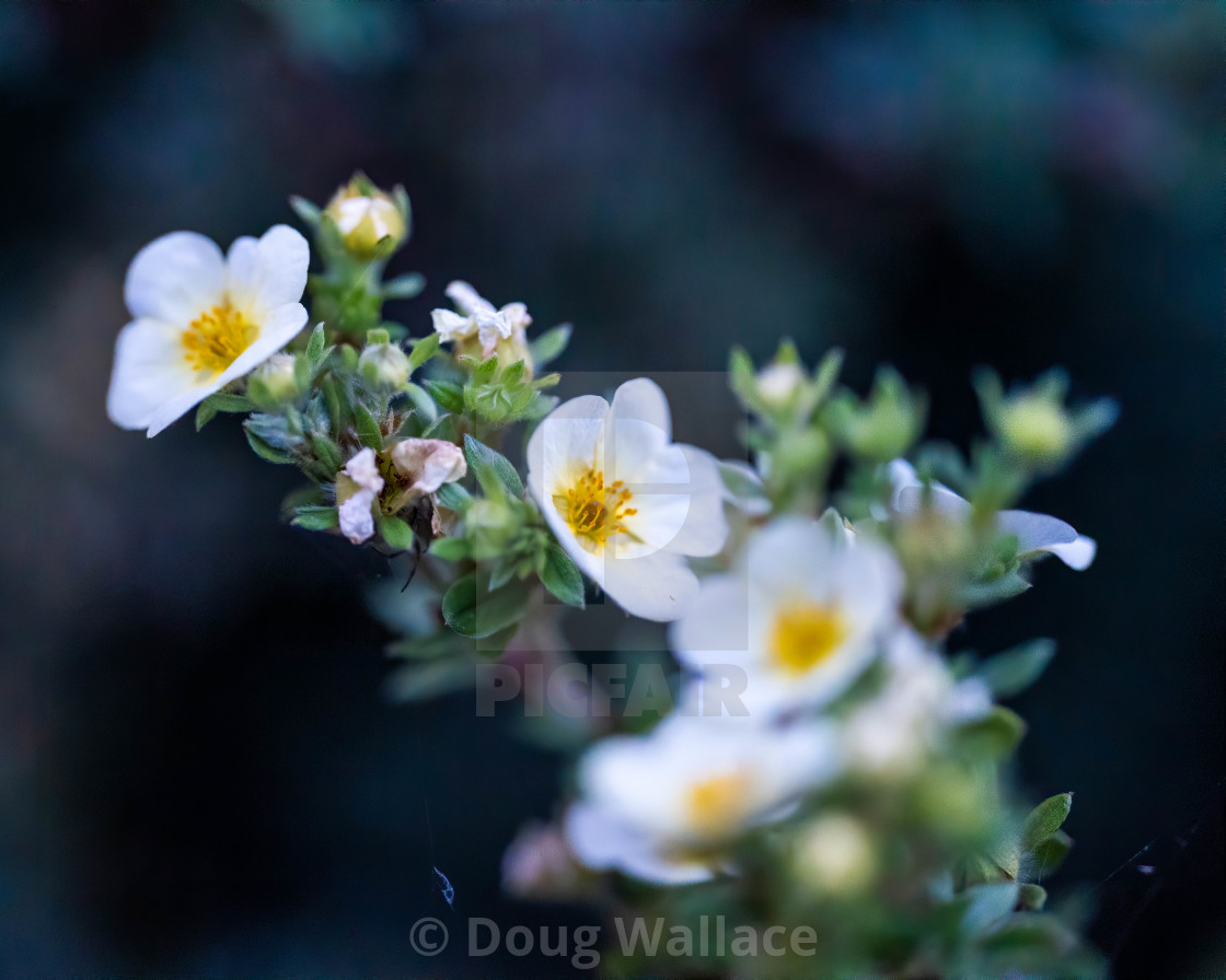 "Macro Flowers." stock image