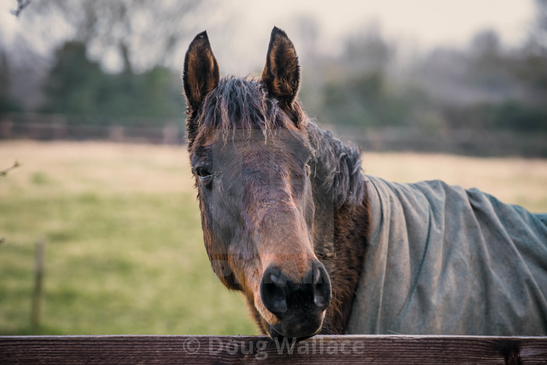 "Friendly Horse" stock image