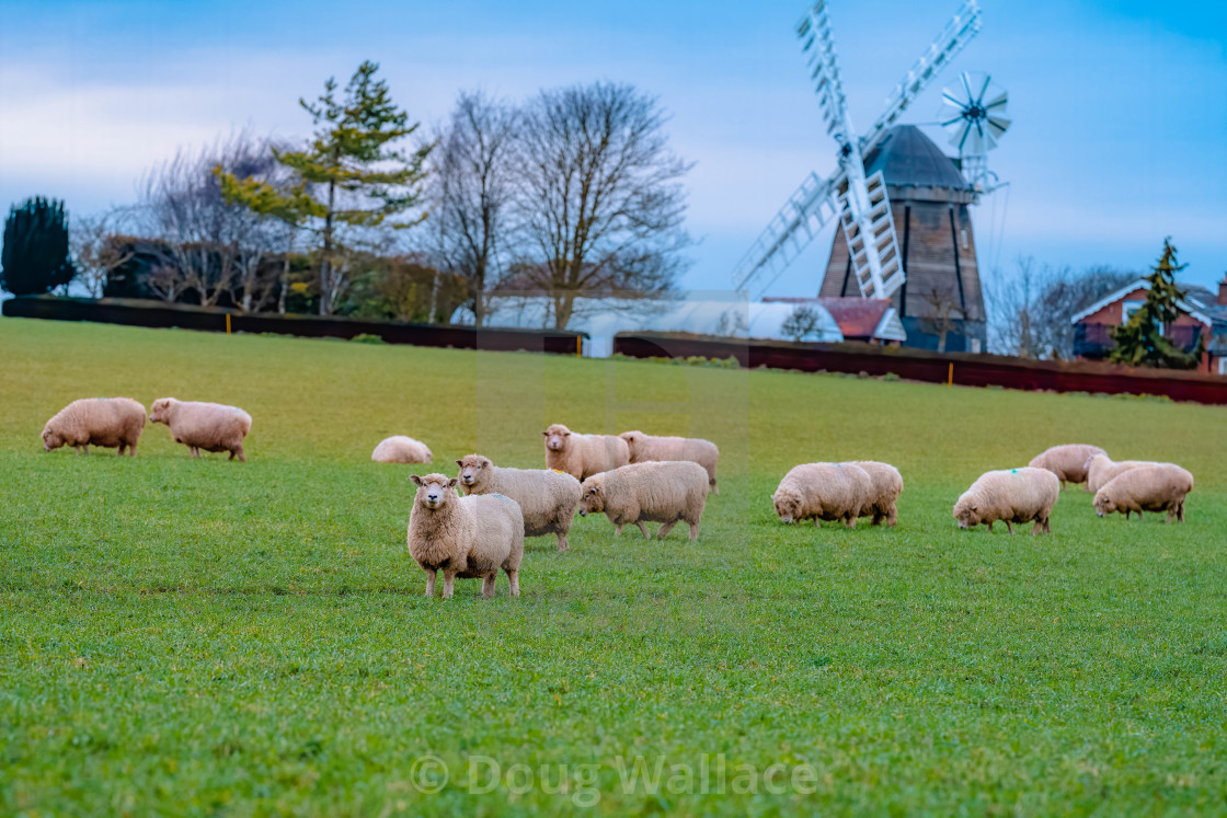 "Sheep from Fulbourn Cambridge UK" stock image