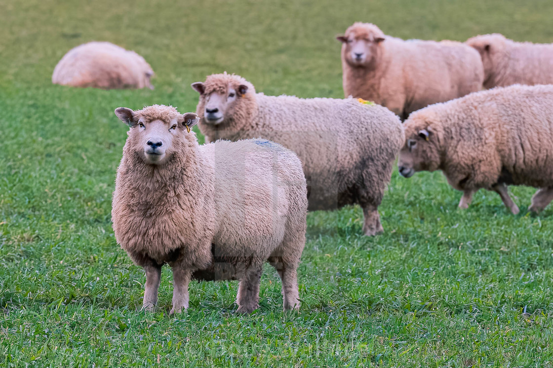 "Sheep Grazing." stock image