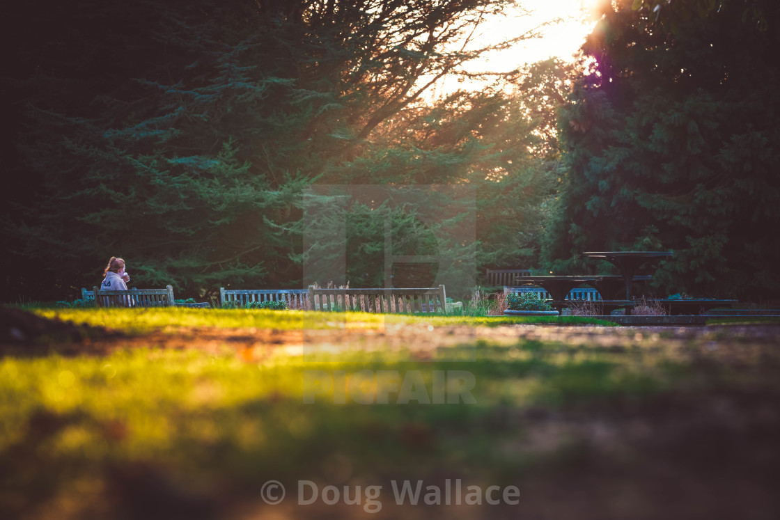 "Golden hour sunset Botanic Garden Cambridge UK." stock image