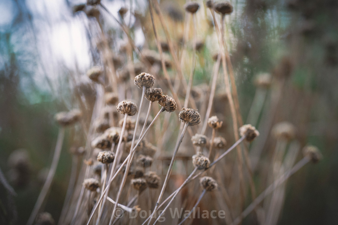 "Winter Flowers." stock image