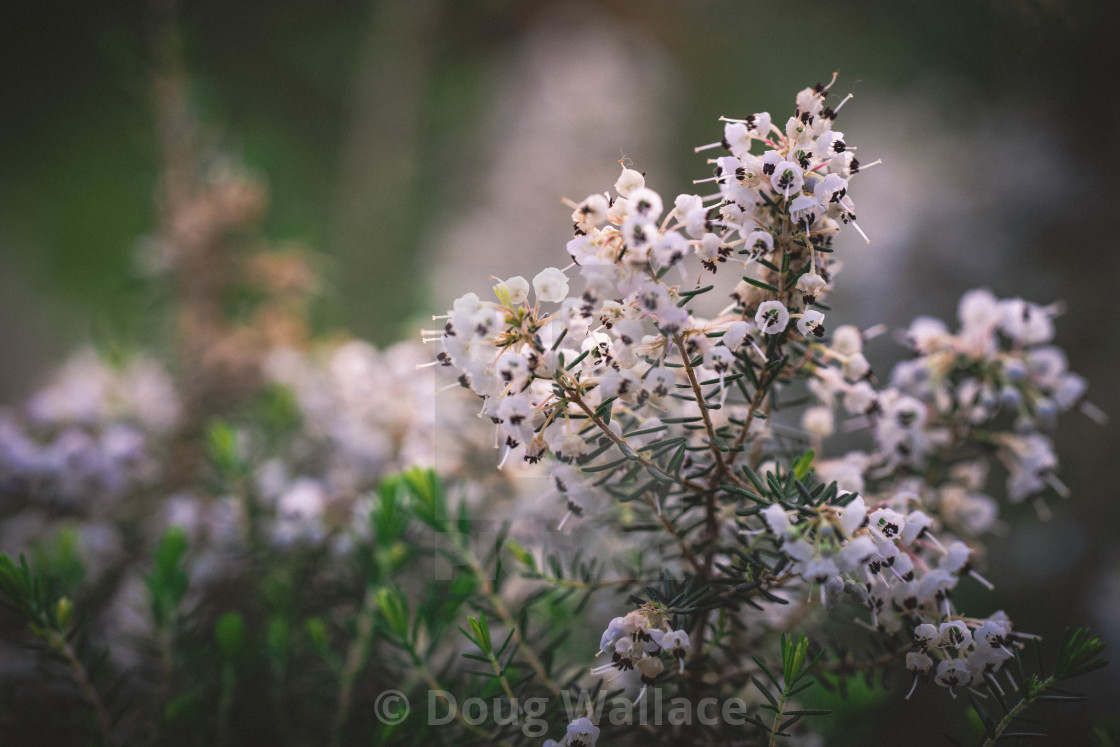 "Winter Flower" stock image