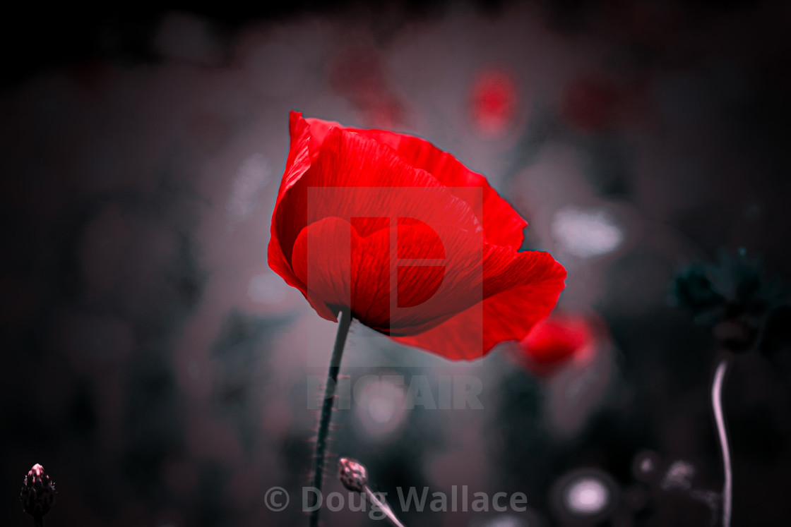 "Poppy" stock image