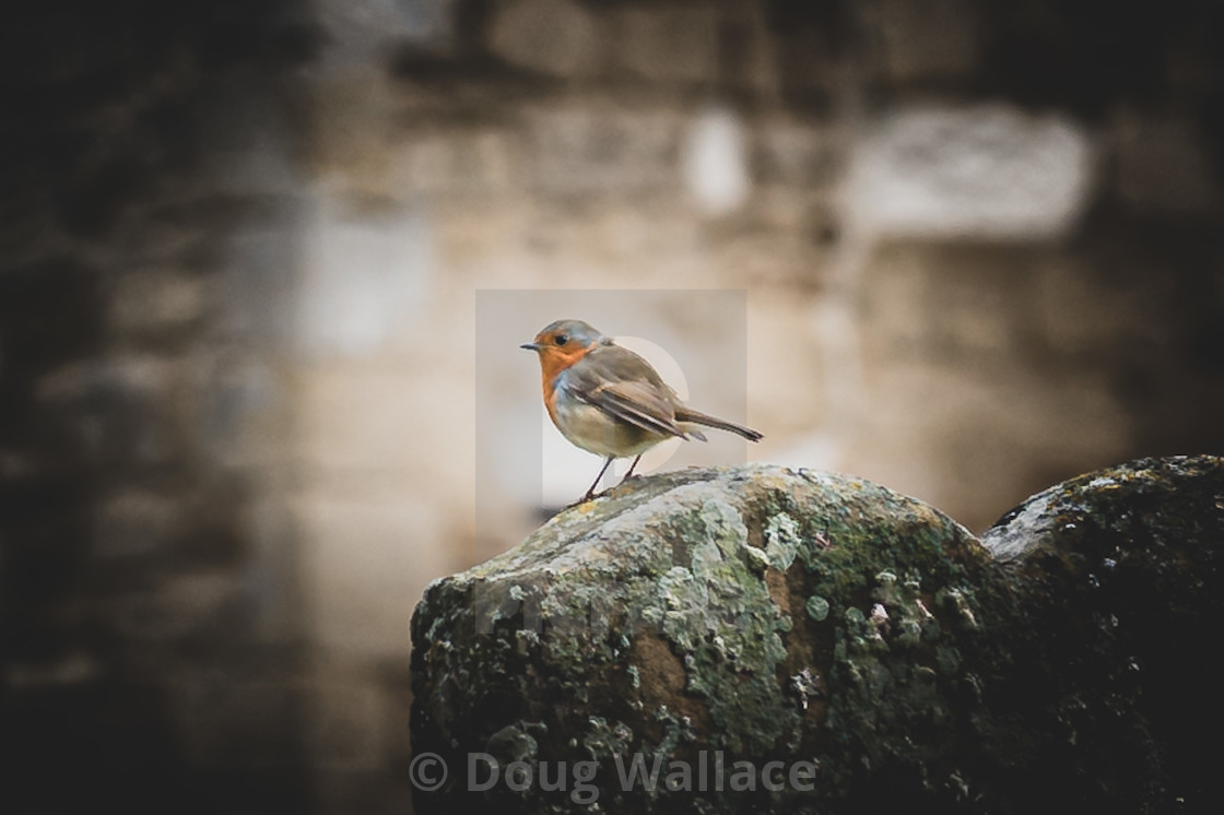 "Robin at Church" stock image