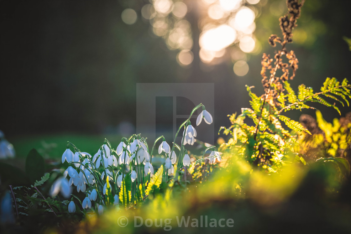 "Cambridge University Botanic Garden" stock image