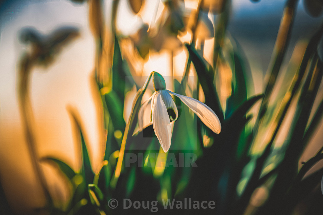 "Cambridge University Botanic Garden." stock image