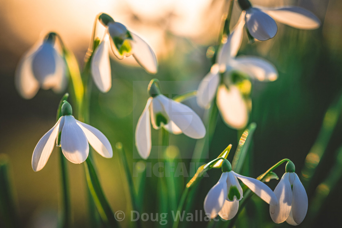 "Cambridge University Botanic Garden." stock image