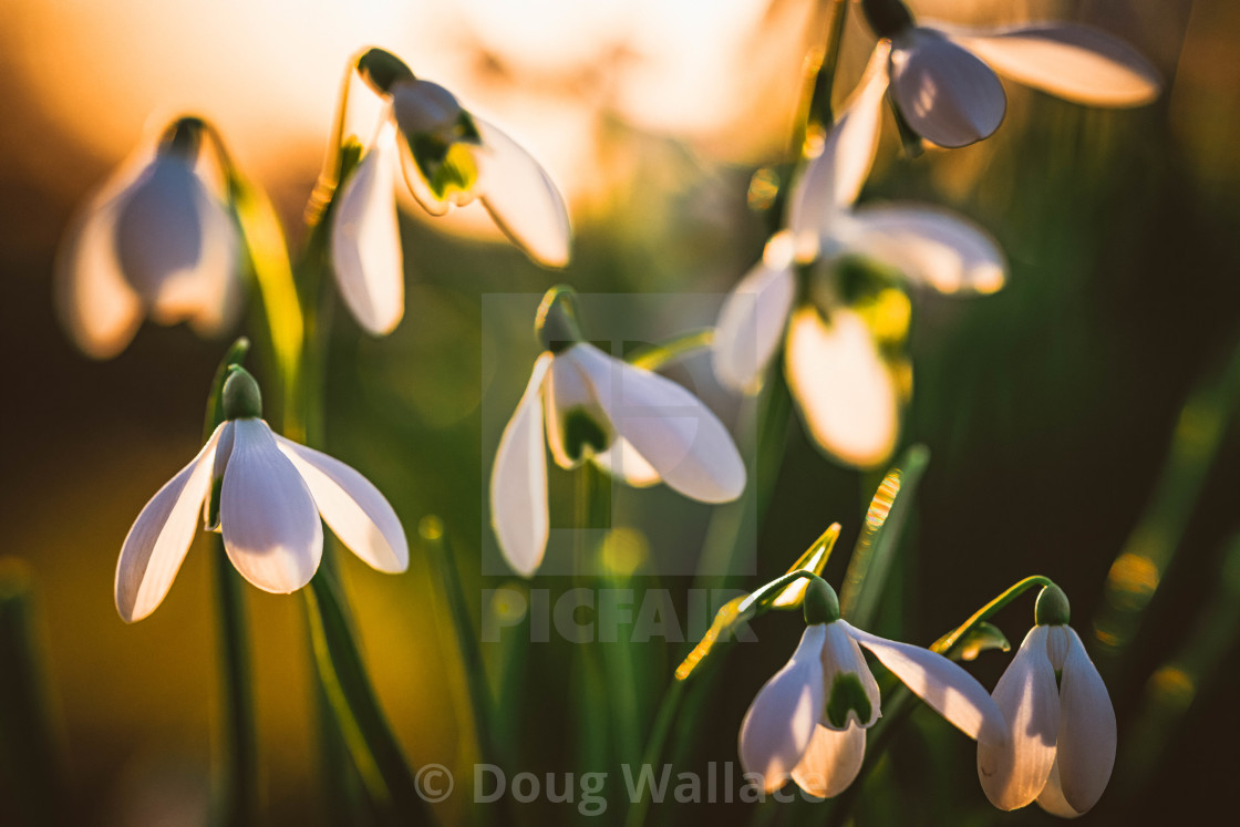 "Cambridge University Botanic Garden." stock image